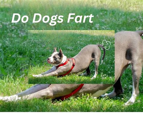 The Anatomy of a Dog Fart