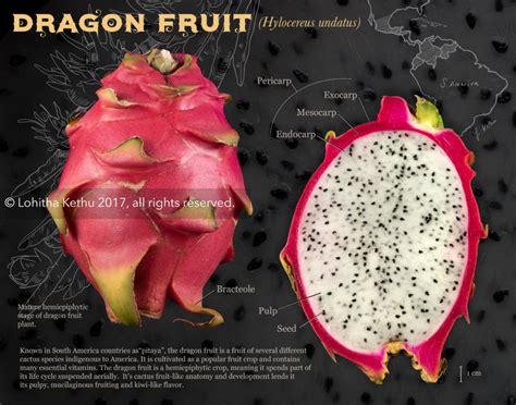 The Anatomy of a Dragonscale Fruit