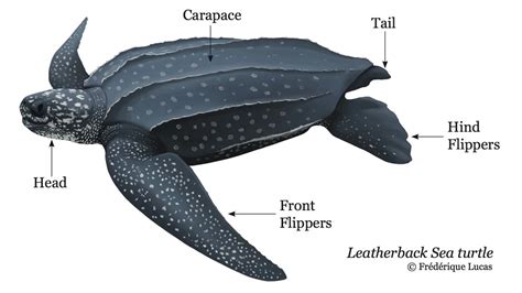 The Anatomy of a Petrified Turtle