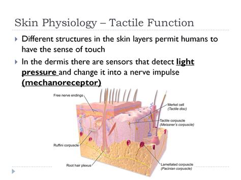 The Anatomy of a Tactile Predator