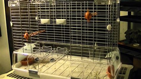 The Anatomy of a Vision Bird Cage