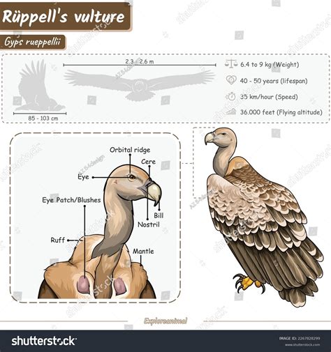 The Anatomy of a Vulture