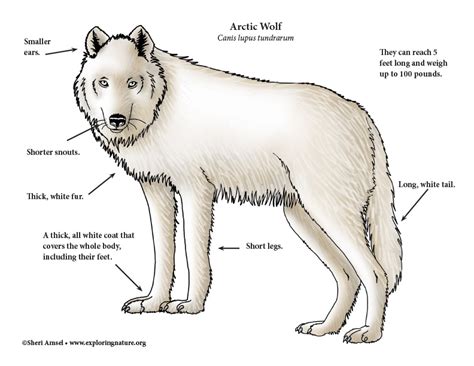 The Anatomy of a Wolf Cut