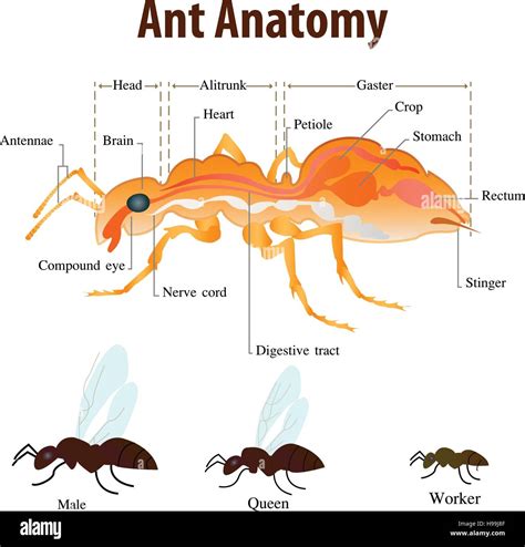 The Anatomy of an Ant's Triumph