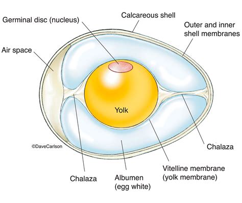 The Anatomy of an Egg Sac