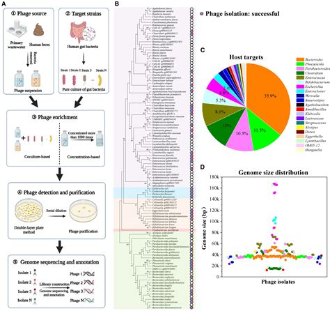 The Ancient Symphony: Commensal Microbes and Human Evolution