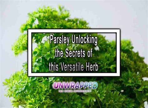 The Anise Miracle: Unlocking the Secrets of a Versatile Herb