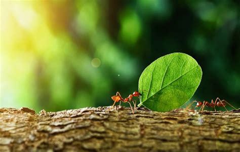 The Ants Who Took Away Time Epub