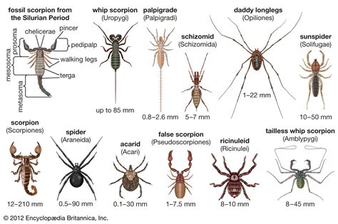 The Arachnid A-List