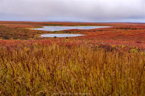 The Arctic Prairies PDF