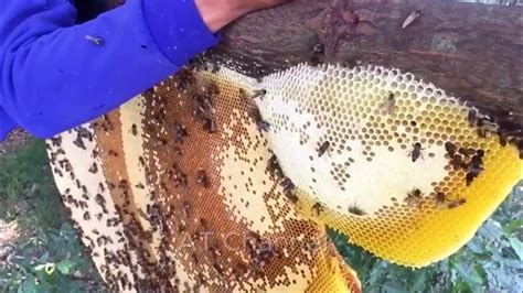 The Arlecchino Method: Unveiling the Secrets of Honey Harvesting