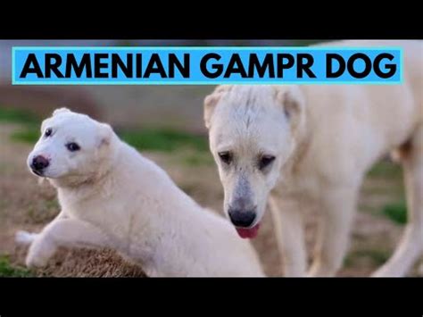 The Armenian Gampr: A Comprehensive Guide to the "Lion Dog" of Armenia