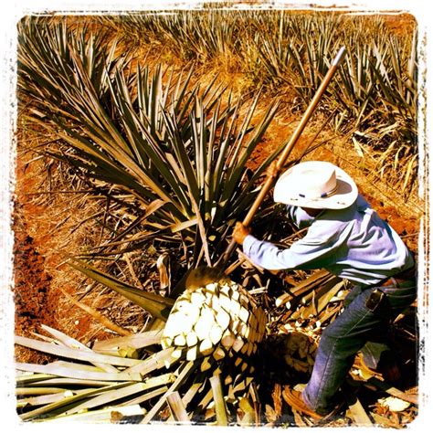 The Art of Agave Harvesting: A Comprehensive Guide to the Jimador's Craft