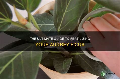 The Art of Fertilizing Ficus: A Comprehensive Guide