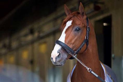 The Art of Racehorse Naming: A Guide to Creating Unforgettable Equine Identities