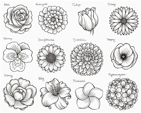 The Art of Sketching Flowers From Nature Epub