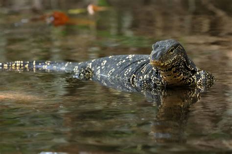 The Asian Water Monitor: A Majestic Predator of Wetlands and Rivers