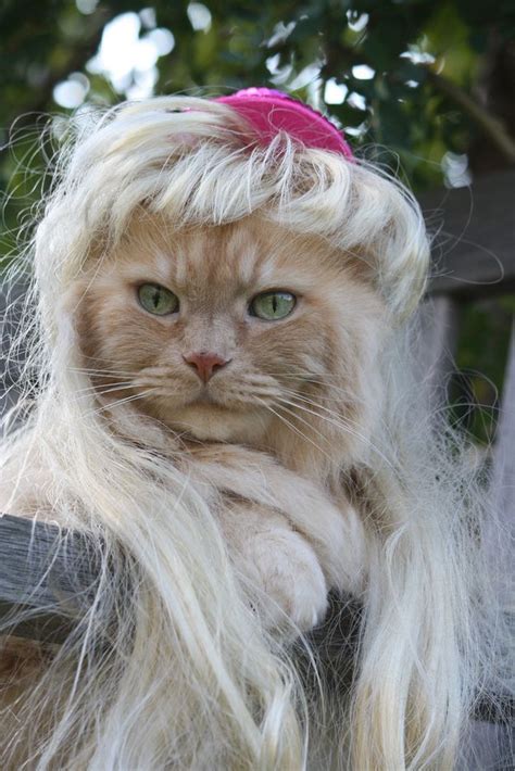 The Astonishing World of Cat Wigs: Unlock Your Feline's Inner Style