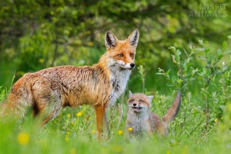 The Astounding World of Foxes: Uncovering the Secrets of Nature's Enigmatic Creatures