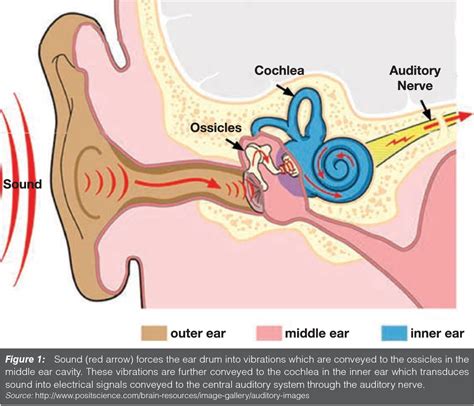 The Auditory System in Sleep Kindle Editon