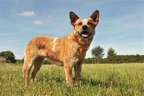 The Australian Cattle Dog: An Overview