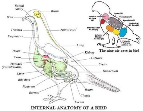 The Avian Excretory System: Do Birds Pee?