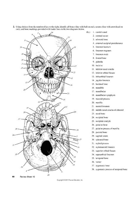 The Axial Skeleton Exercise 10 Review Sheet Answers Doc