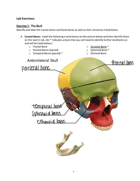 The Axial Skeleton Lab Answers Epub