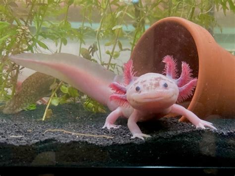 The Axolotl Feeding Guide: Unlocking the Secrets of a Healthy and Happy Aquatic Pet