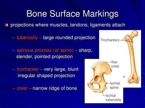 The BONE IS POINTED Reader