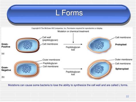 The Bacterial L-Forms Reader