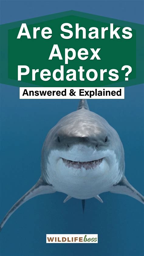 The Bad Guys: Sharks as Apex Predators