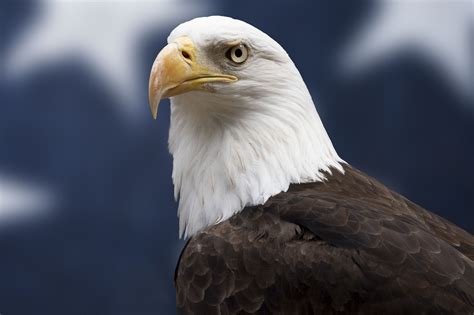 The Bald Eagle PDF