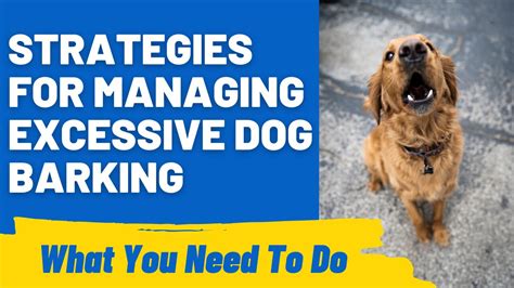 The Barking Road: A Comprehensive Guide to Managing Dog Barking