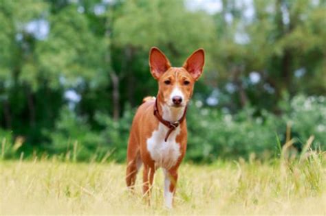 The Basenji Shepherd Cross: A Comprehensive Guide to an Extraordinary Breed