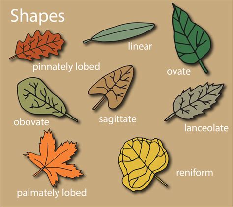 The Basics of Leaf