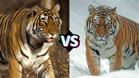 The Battle of the Big Cats: Bengal Tiger vs Siberian Tiger