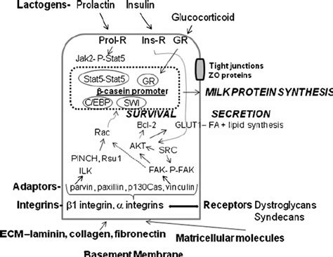 The Battle of the Lactogens