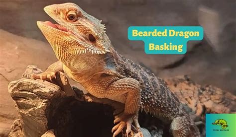 The Bearded Dragon Basking Rock: A Comprehensive Guide to Temperature Regulation and Husbandry