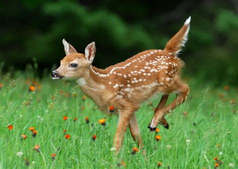 The Beauty of a Buck