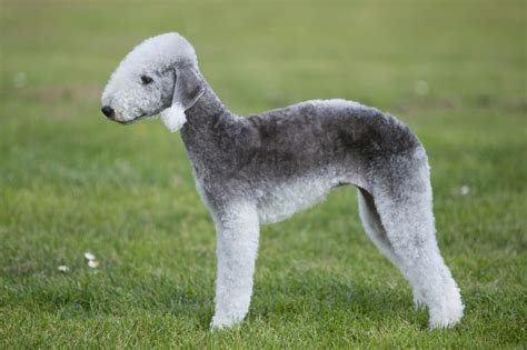 The Bedlington Terrier: A Comprehensive Guide to the "Lamb Dog"