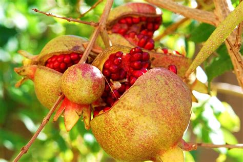 The Benefits of Additional Fertilizer for Pomegranates