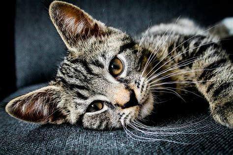 The Benefits of Cat Parenting: A Source of Unconditional Love