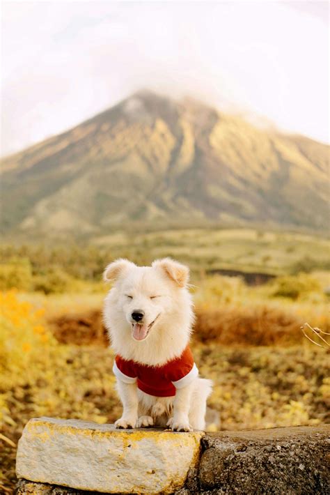 The Benefits of Doggie T-Shirts