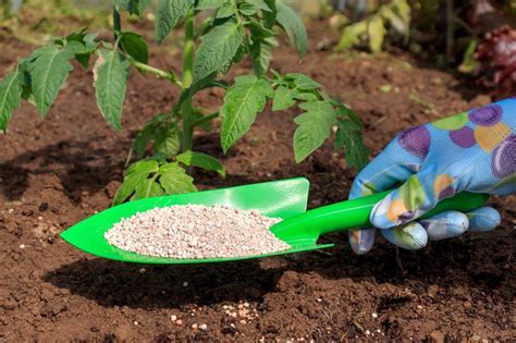 The Benefits of Fertilizing Before Rain