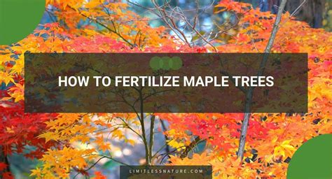 The Benefits of Fertilizing Maple Trees