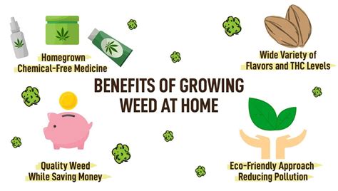 The Benefits of Growing Your Own Cannabis