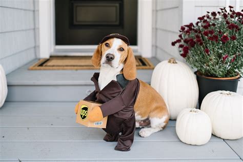 The Benefits of Halloween Costumes for Small Dogs