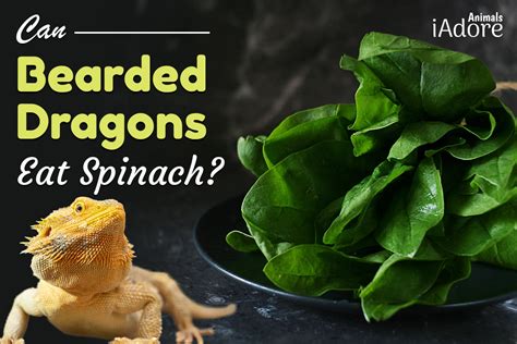 The Benefits of Spinach for Bearded Dragons