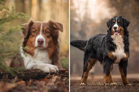 The Bernese Mountain Dog Australian Shepherd Mix: A Comprehensive Guide